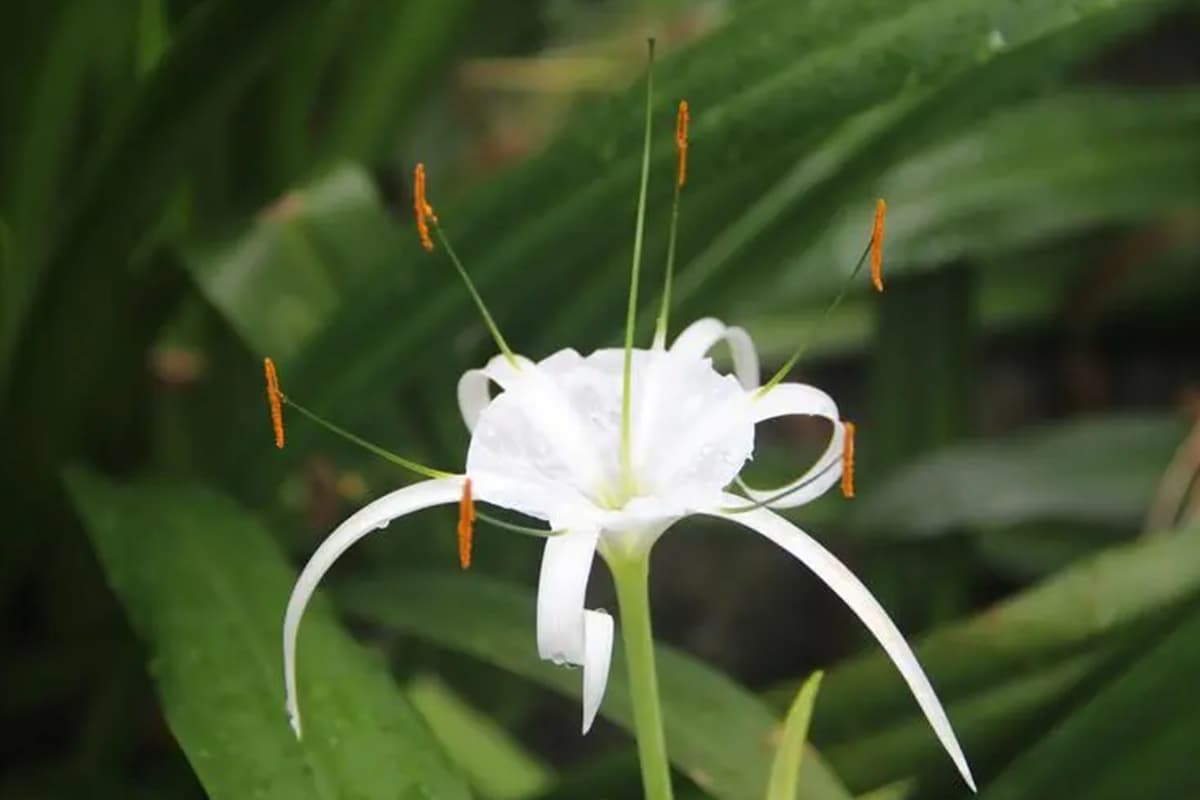 Hymenocallis littoralis
