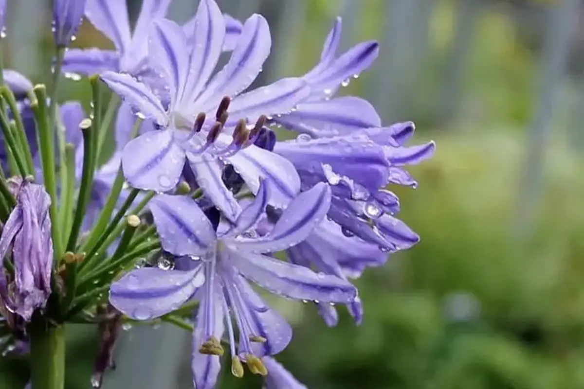 Agapanthus africanus