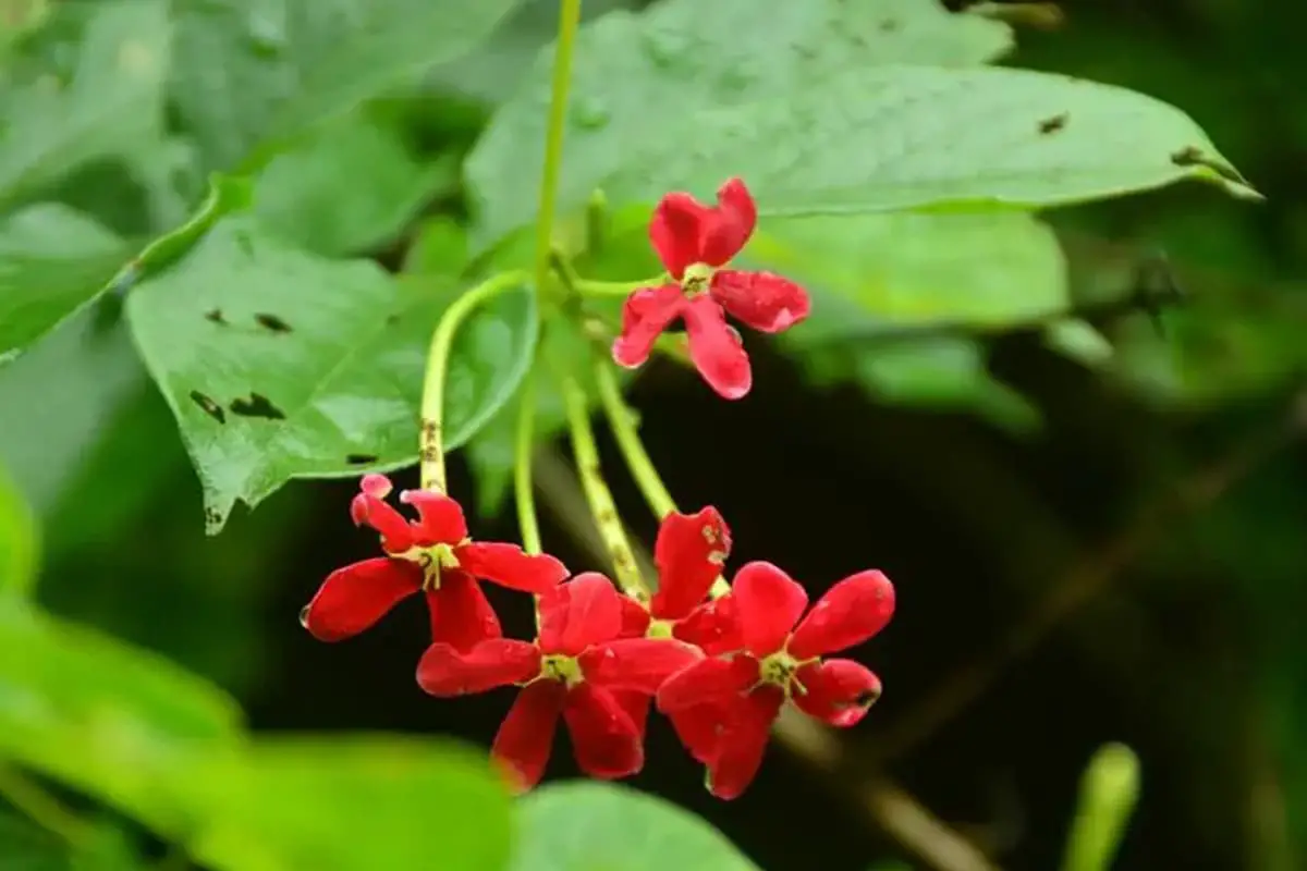 Quisqualis indica