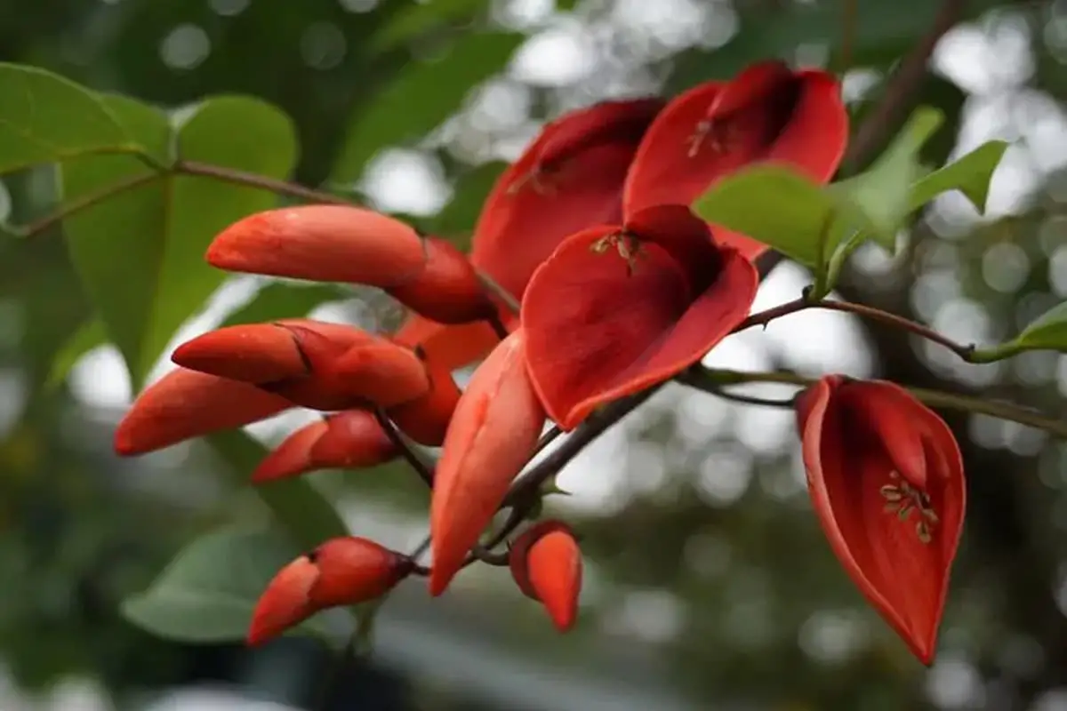 Erythrina crista-galli