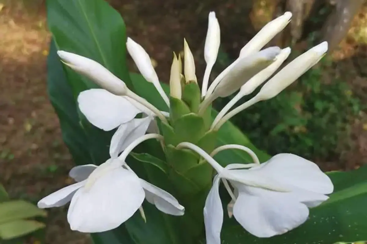 Hedychium coronarium