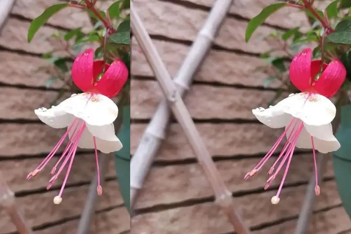 Enkianthus quinqueflorus