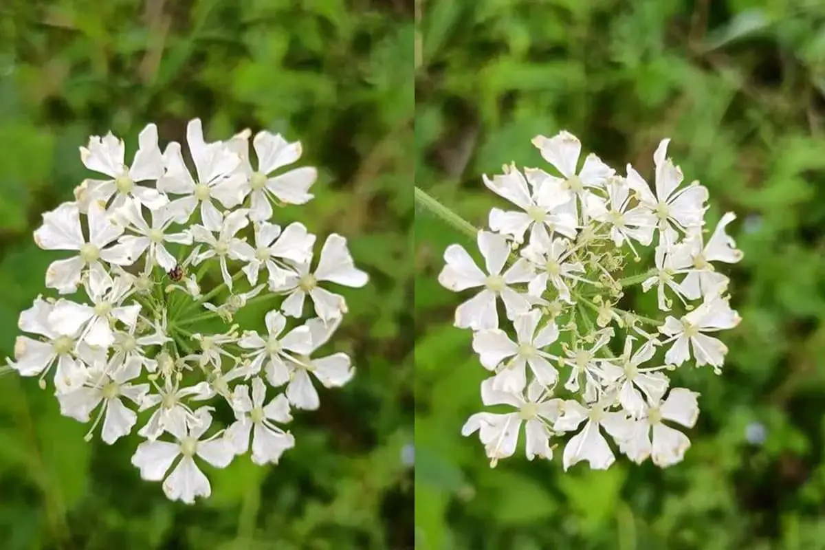 Heracleum moellendorffii