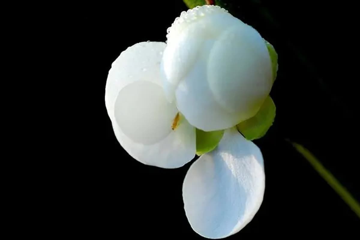 Cymbidium eburneum