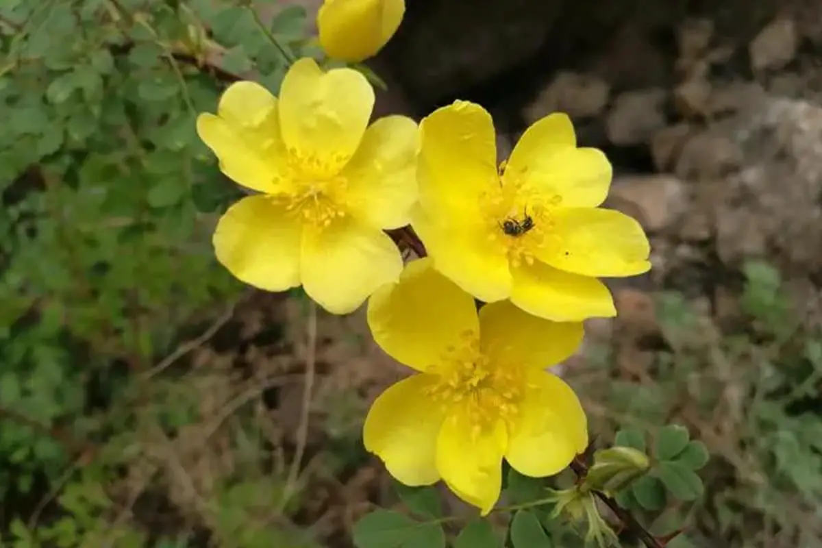 Rosa xanthina