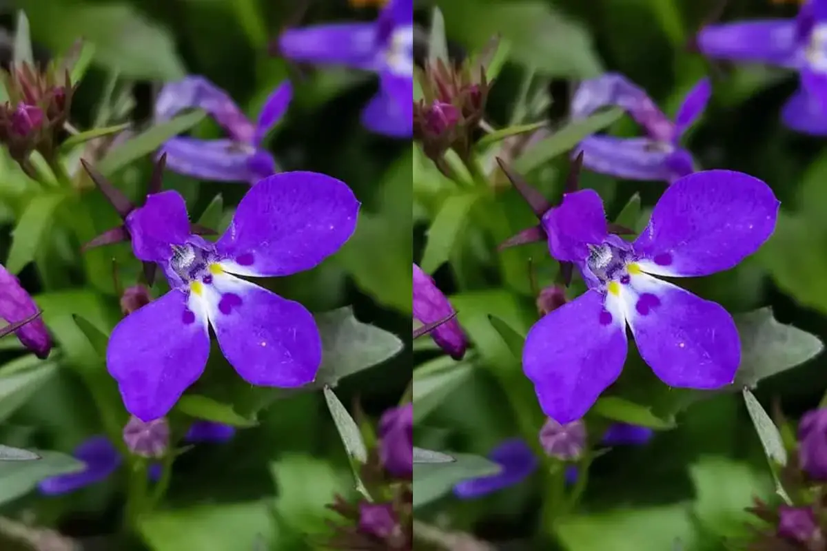 Lobelia erinus