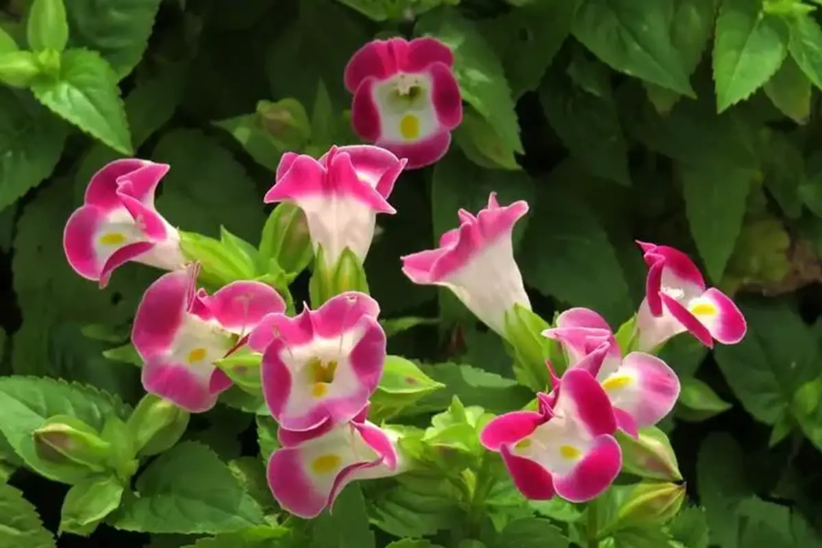 Torenia fournieri