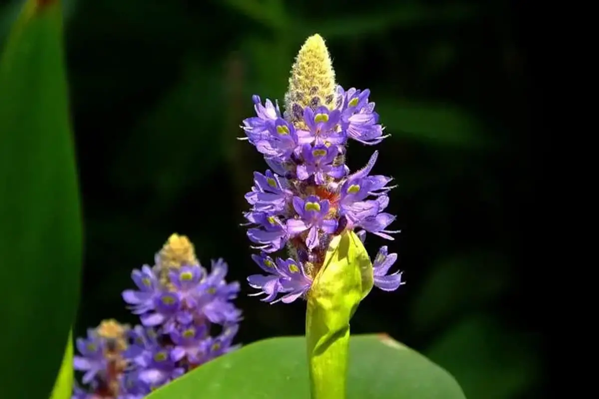Pontederia cordata