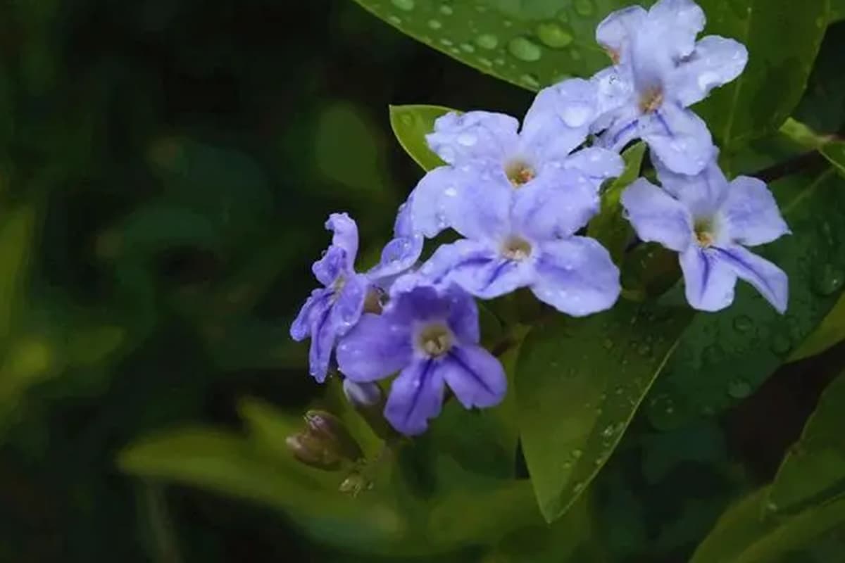 Duranta erecta