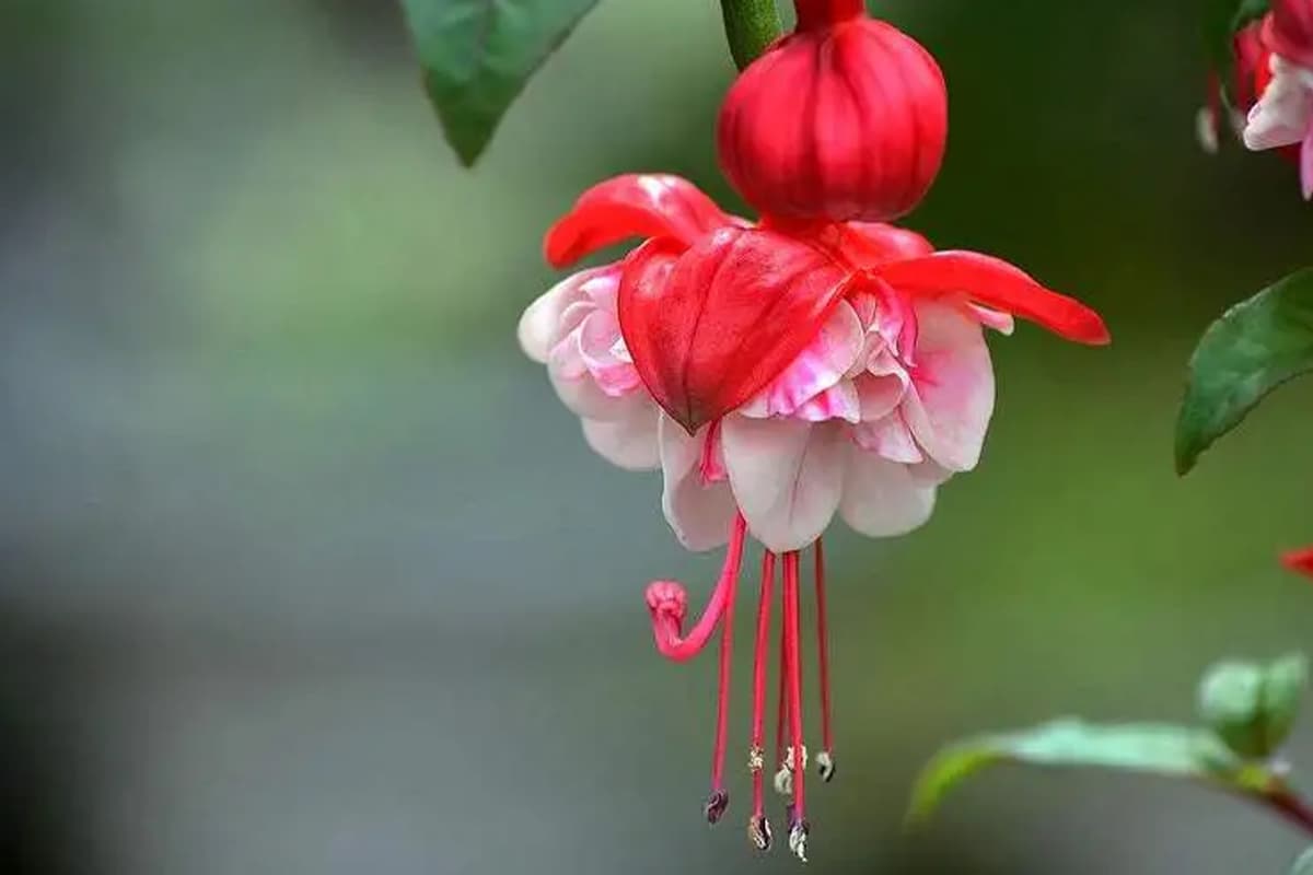 Enkianthus quinqueflorus