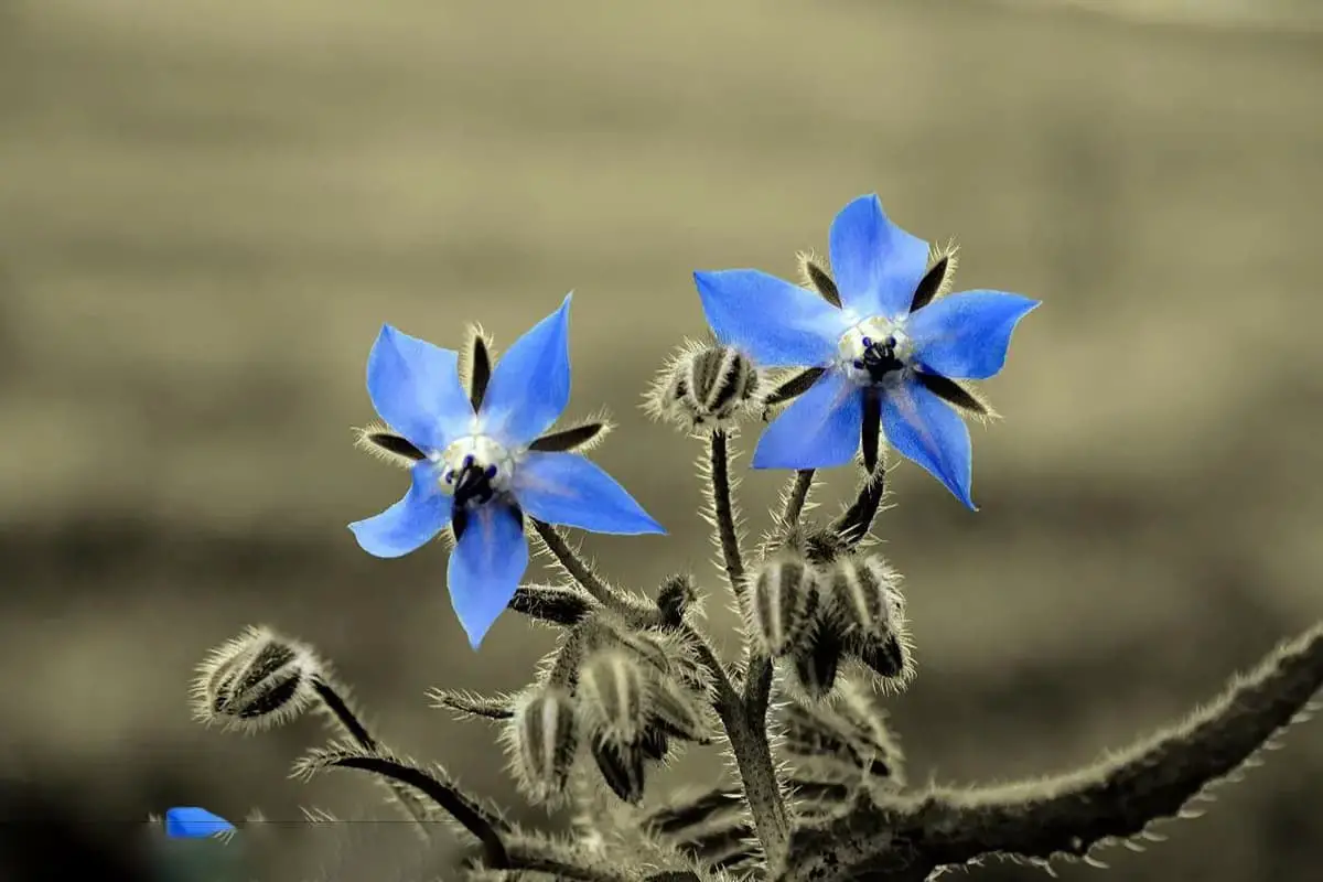Borago officinalis