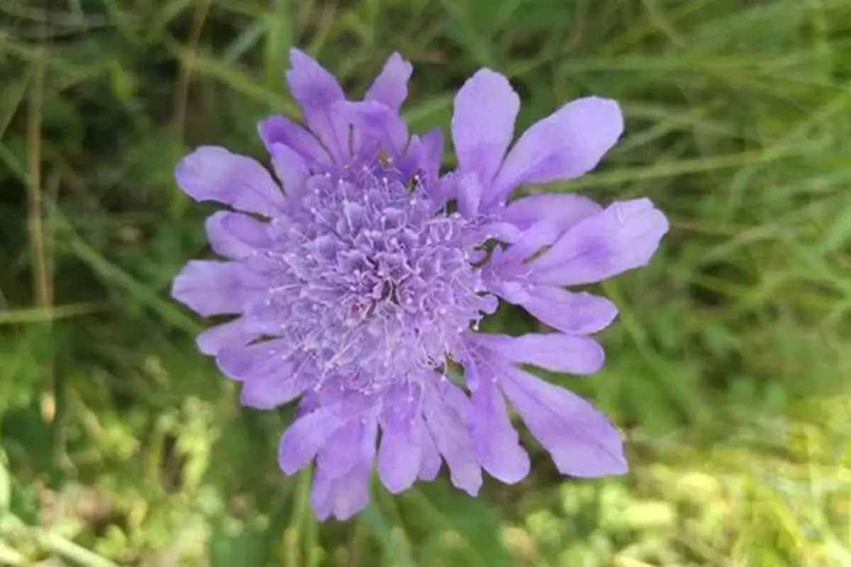 Scabiosa comosa