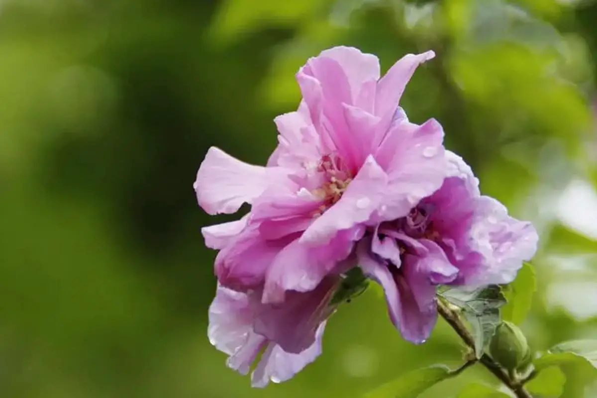 Hibiscus syriacus