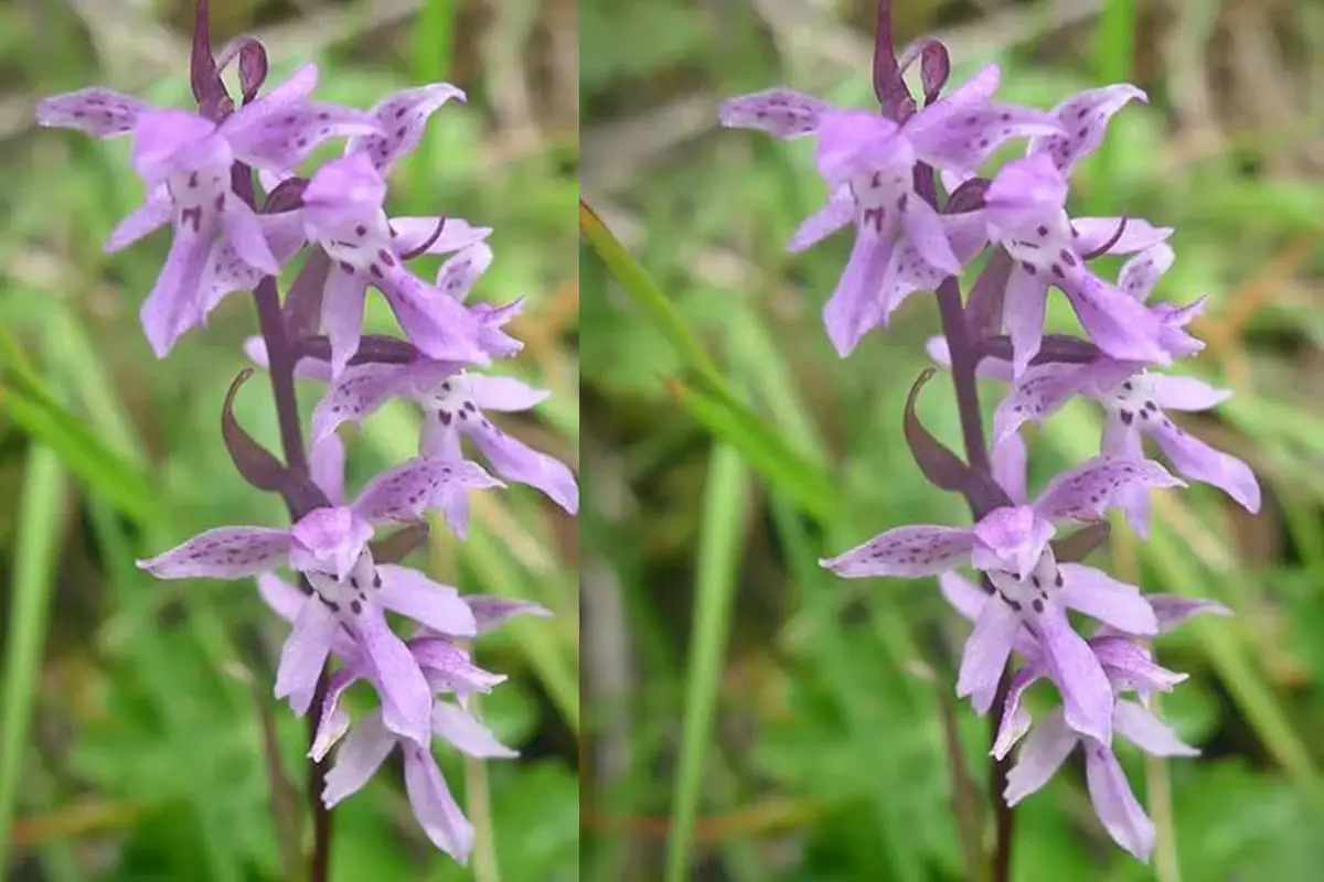 Orchis chusua