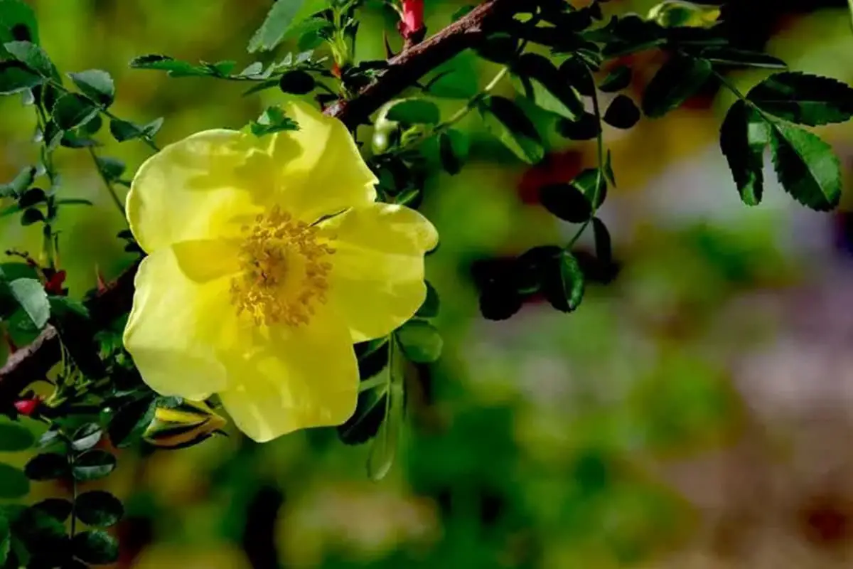 Rosa xanthina
