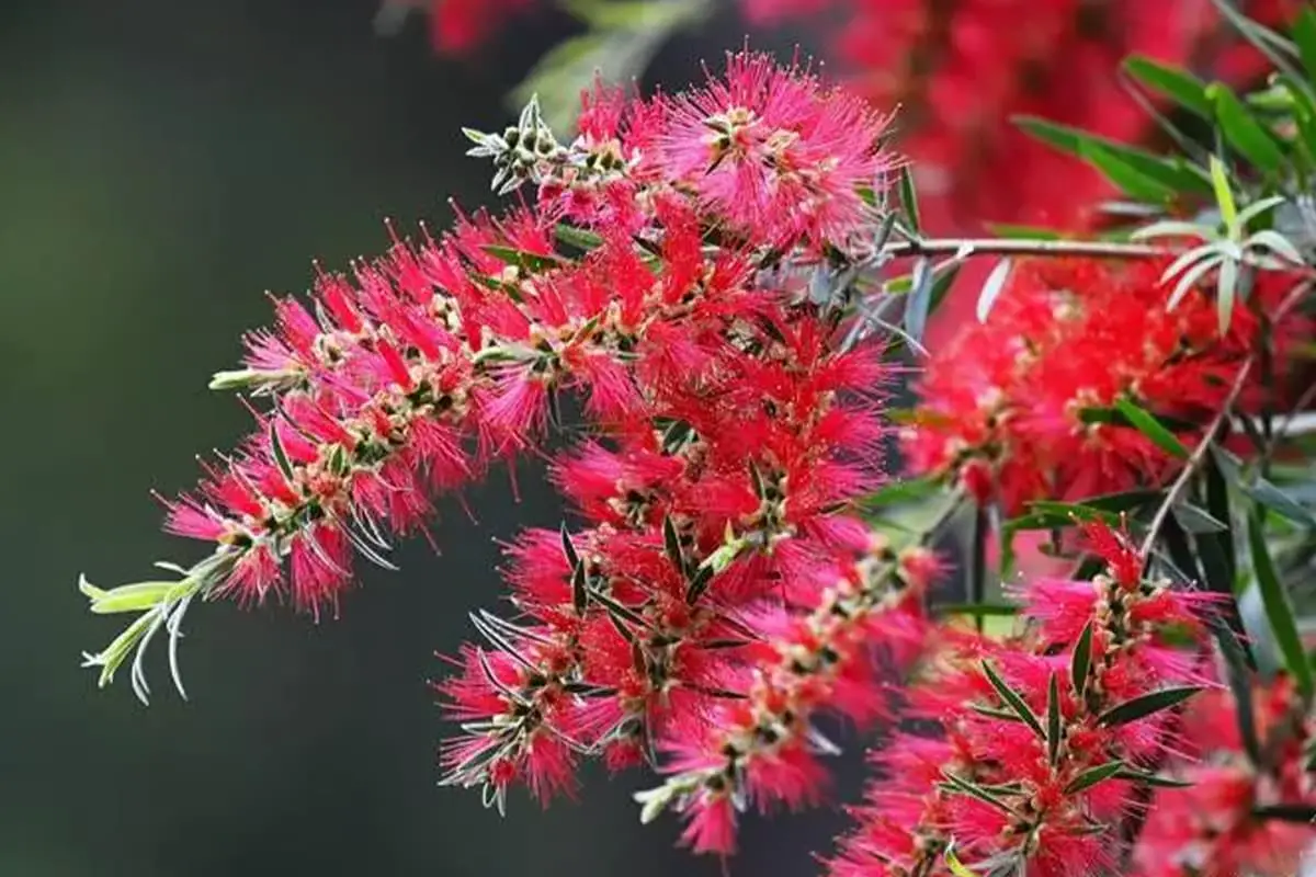 Callistemon viminalis
