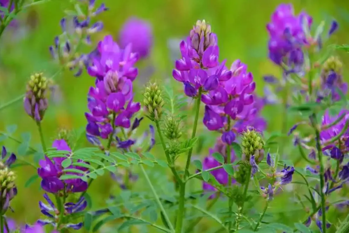 Astragalus dahuricus