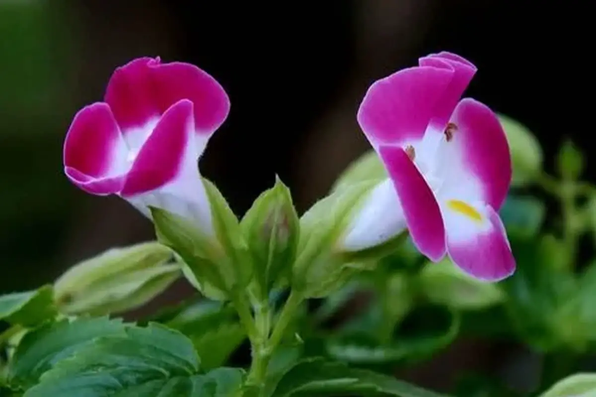Torenia fournieri