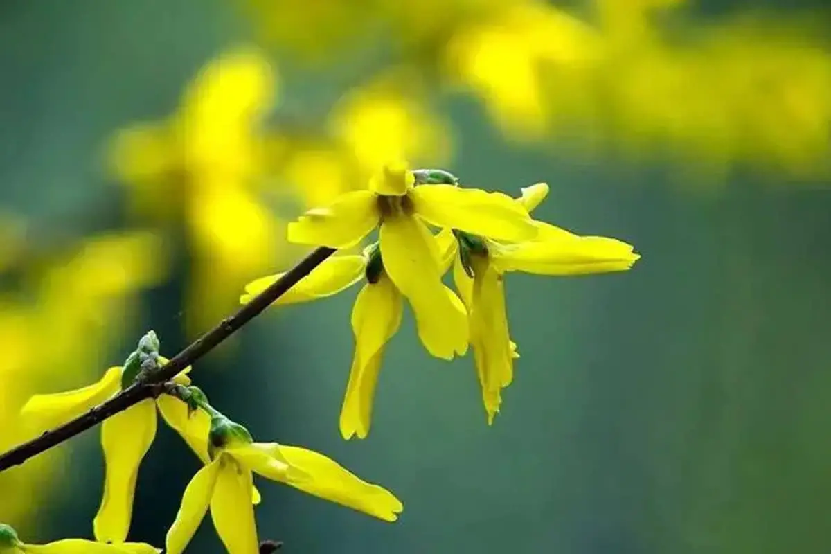 Forsythia viridissima