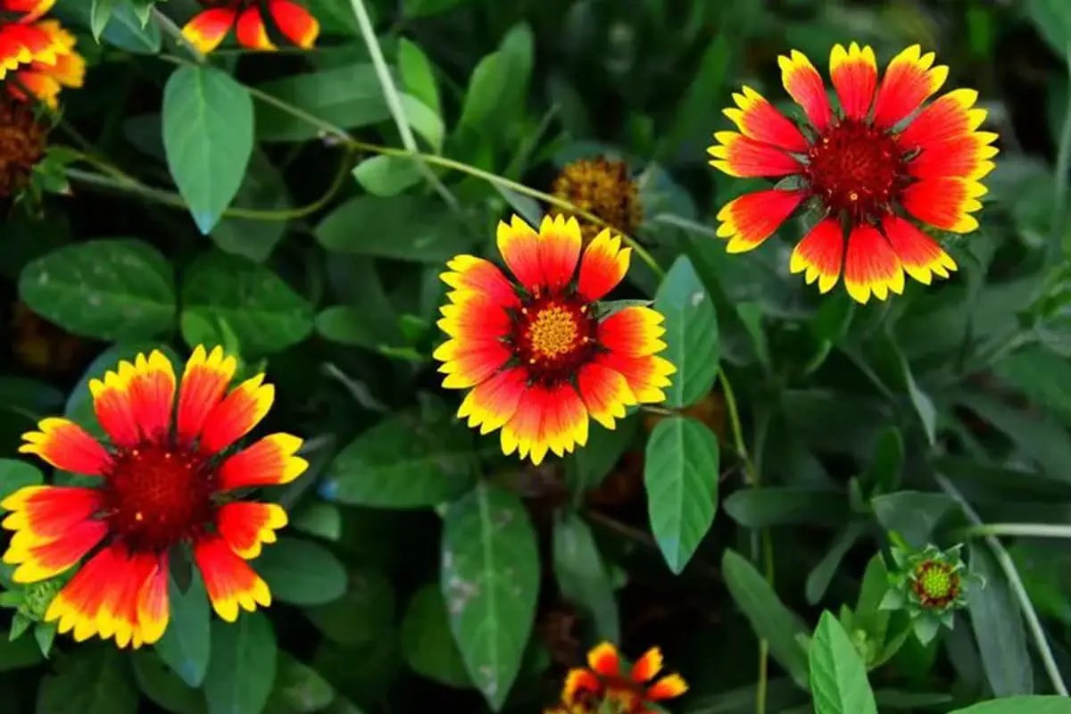 Gaillardia pulchella