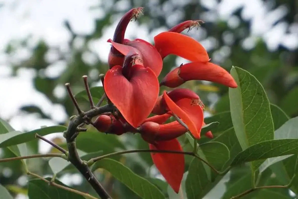Erythrina crista-galli