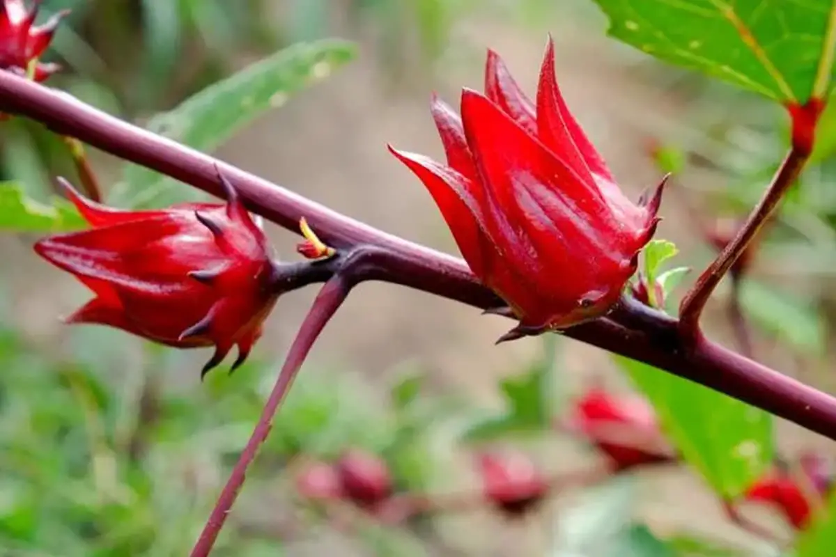 Kembang sepatu sabdariffa