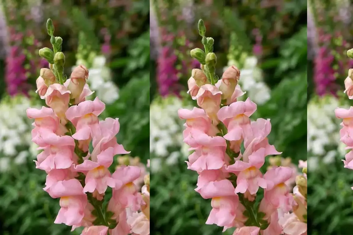 Antirrhinum majus