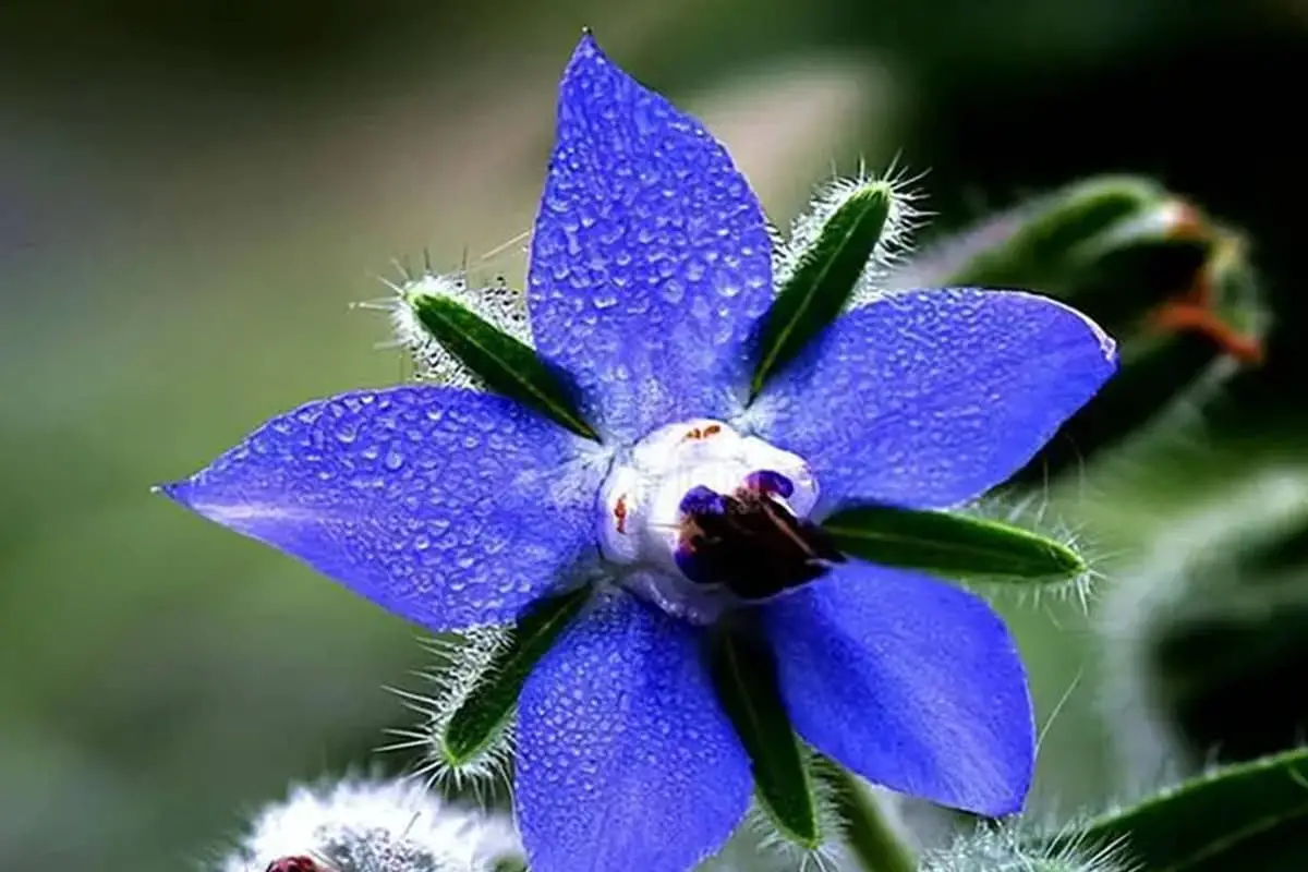 Borago officinalis