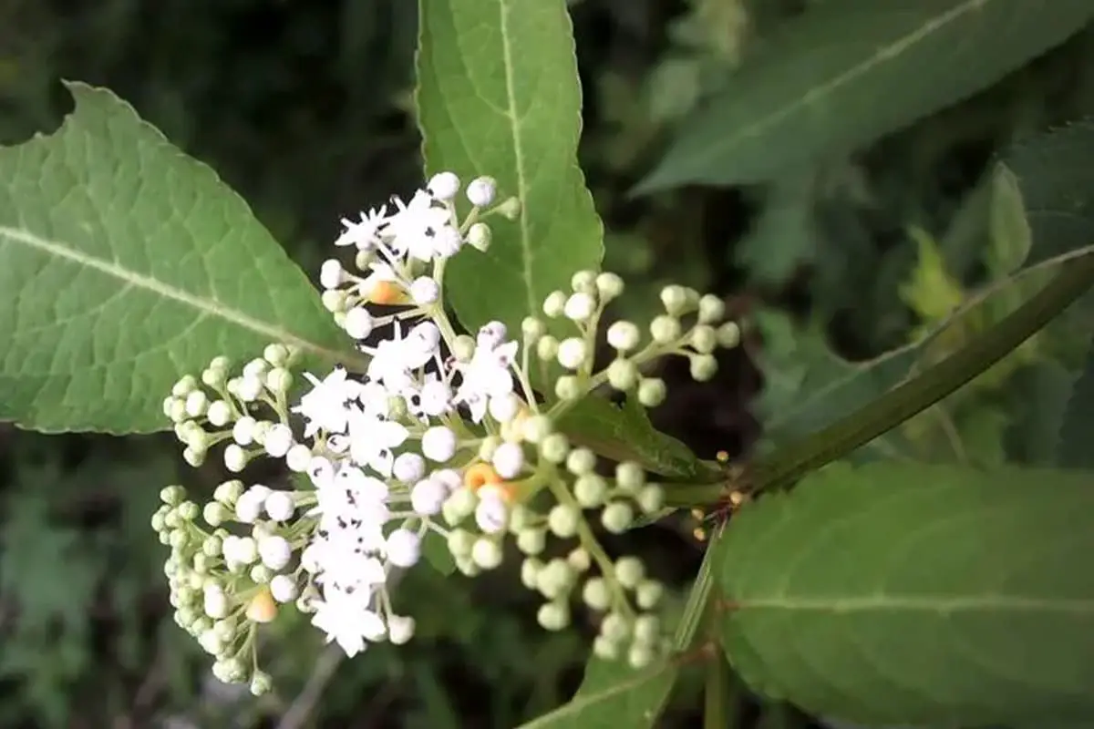 Sambucus javanica
