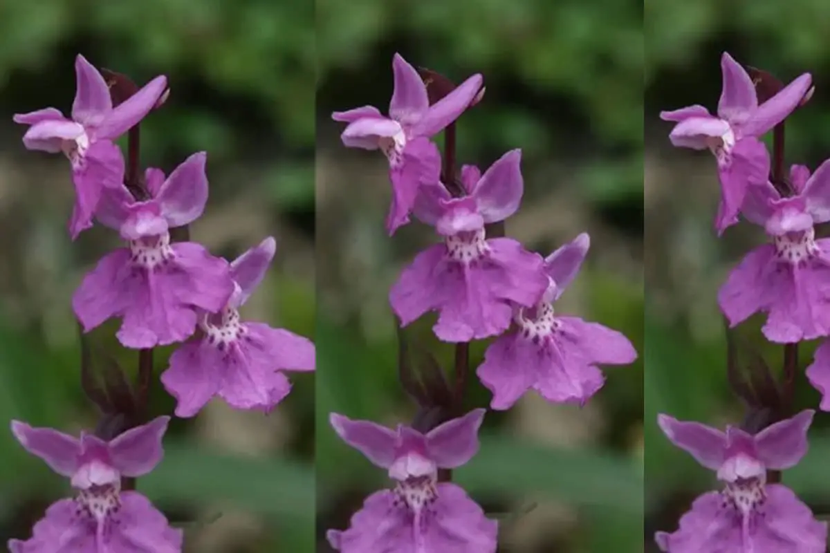 Orchis chusua