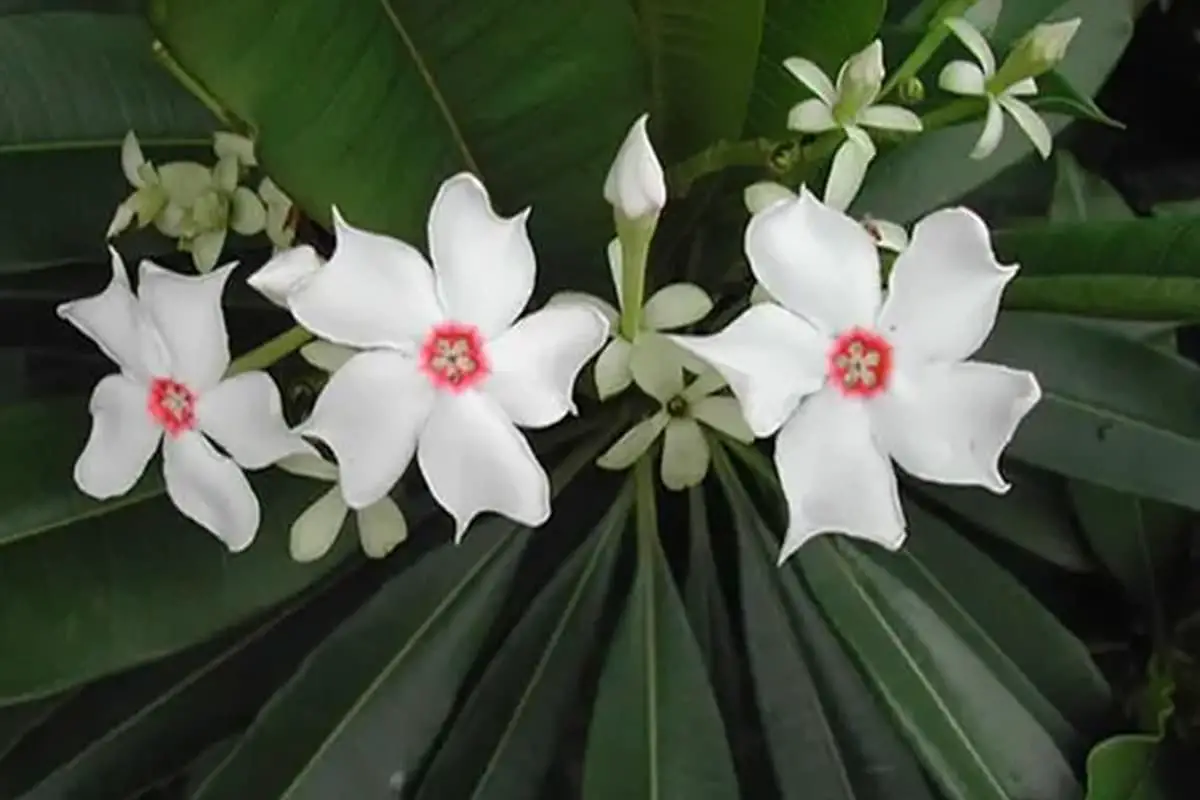 Cerbera manghas