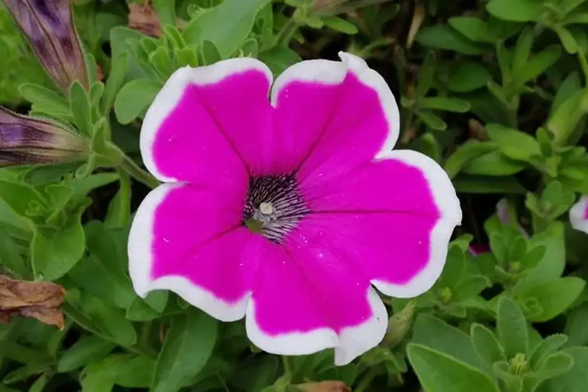 Petunia hybrida