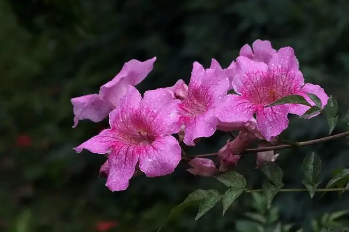 Podranea ricasoliana