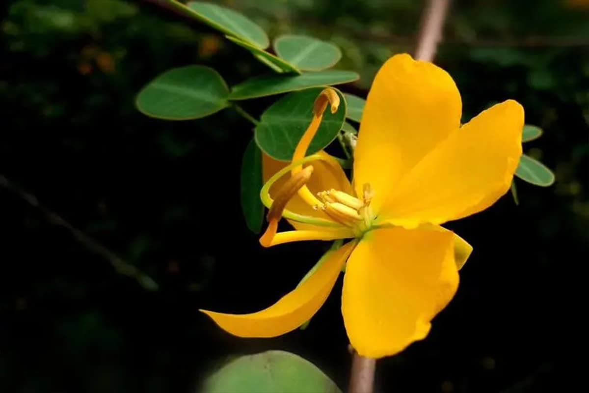 Cassia surattensis