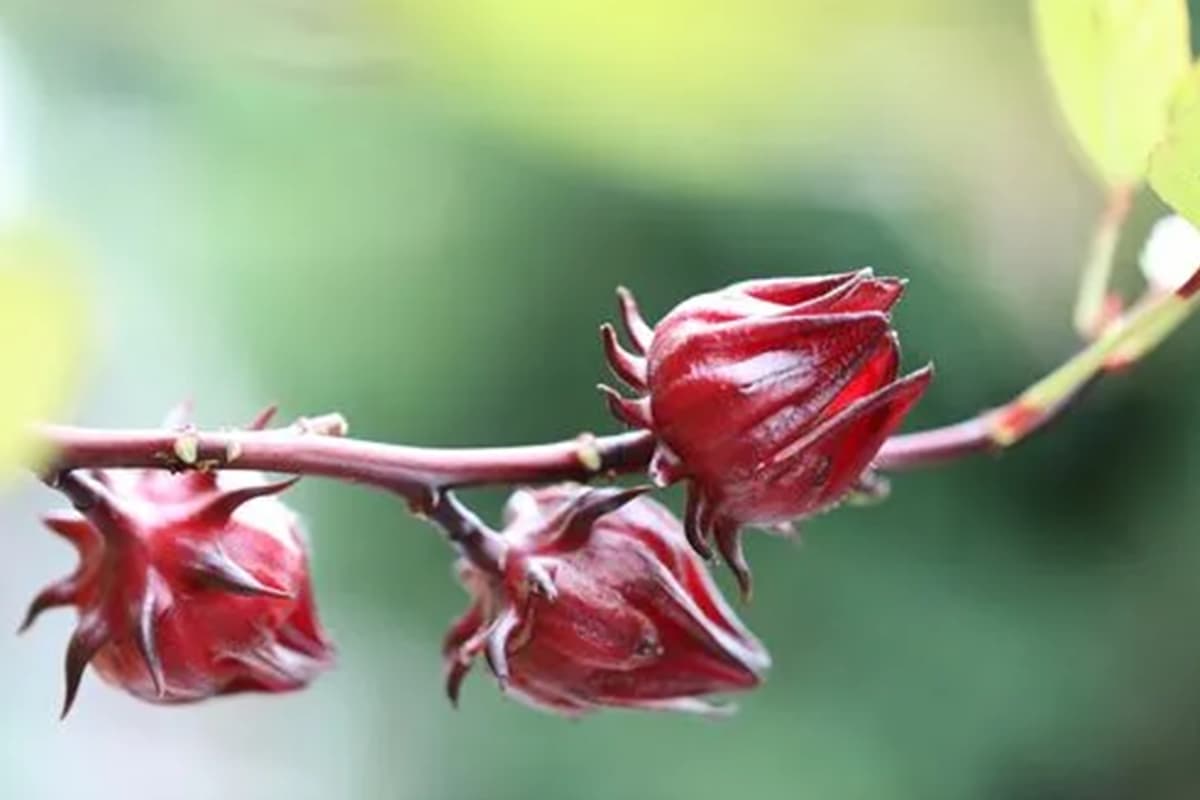 Kembang sepatu sabdariffa