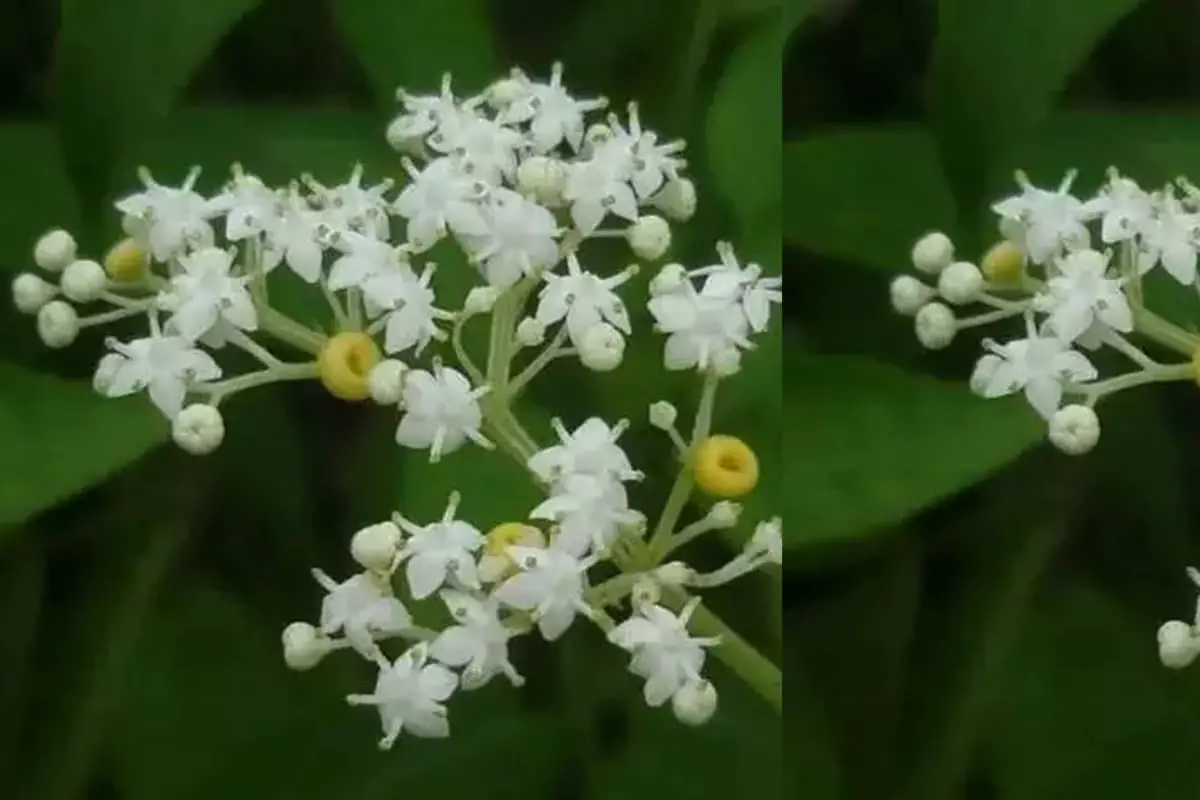 Sambucus javanica