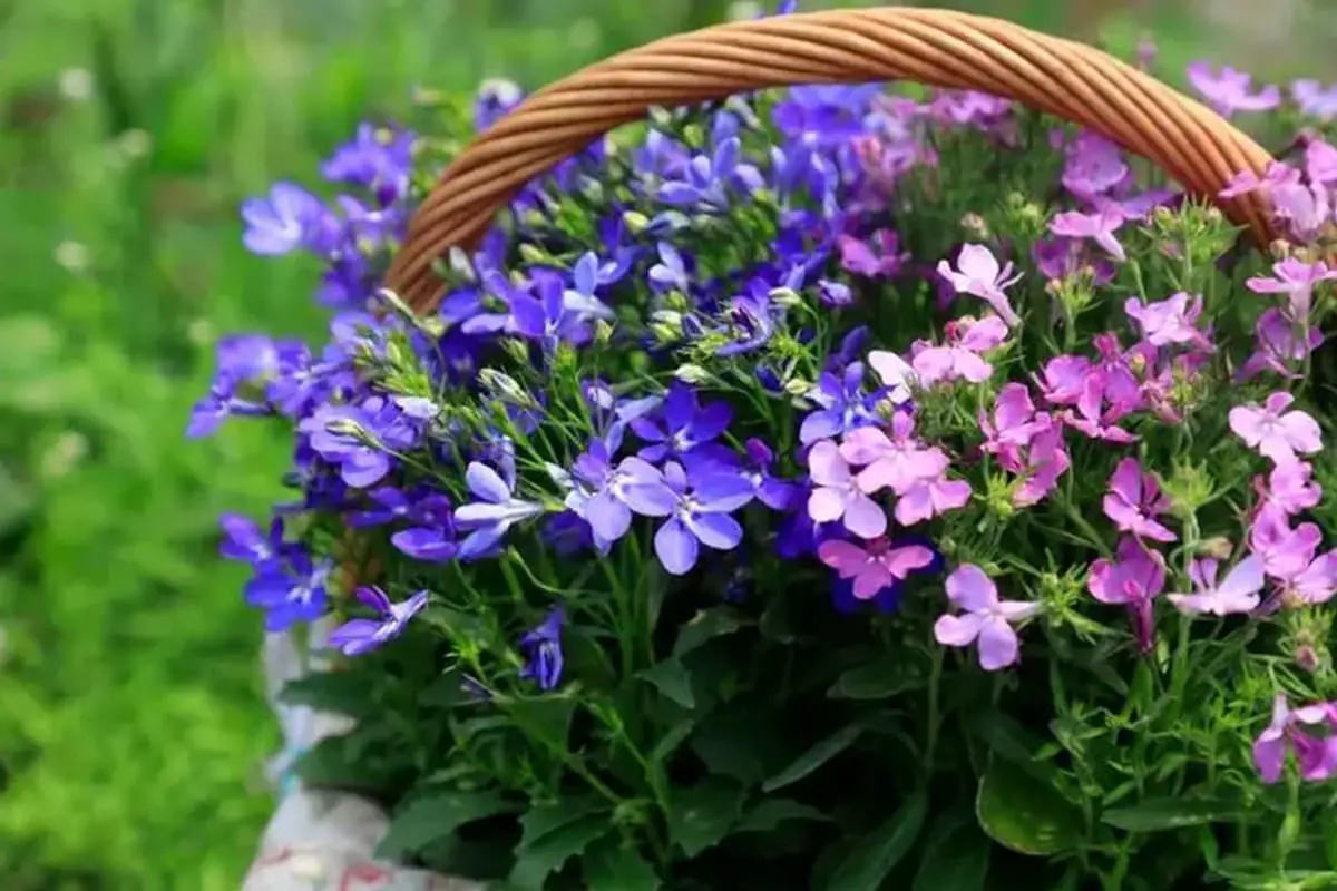 Lobelia erinus