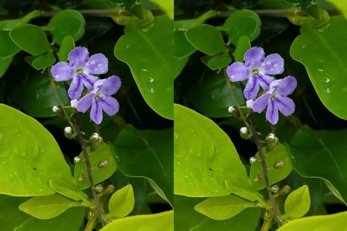 Duranta erecta
