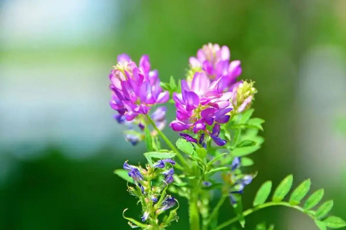 Astragalus dahuricus