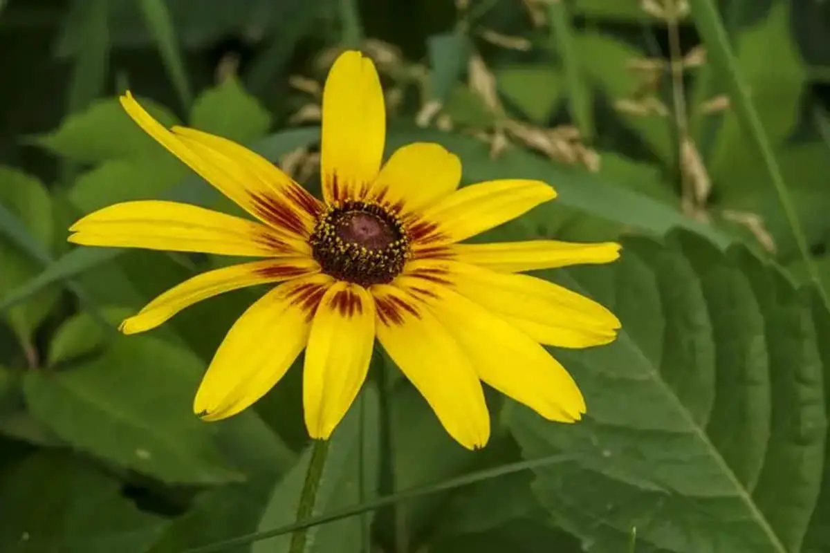Rudbeckia hirta