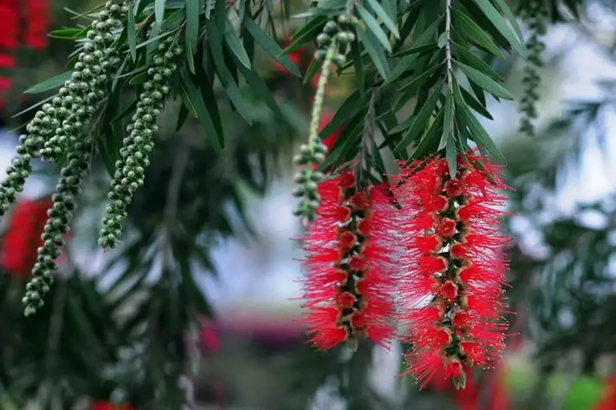 Callistemon viminalis