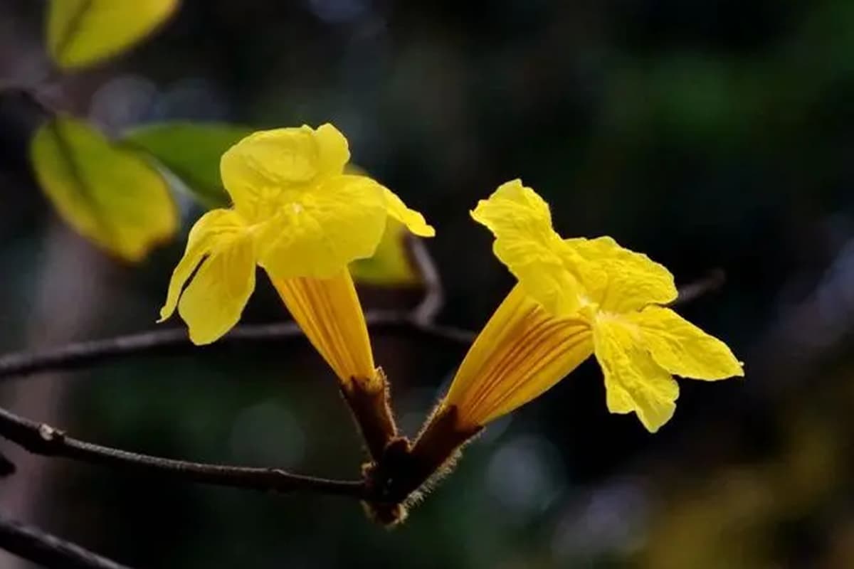 Tabebuia chrysantha