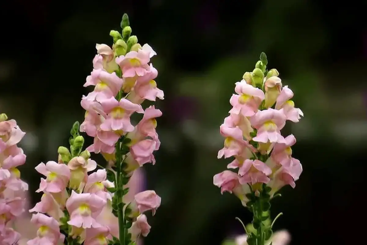 Antirrhinum majus