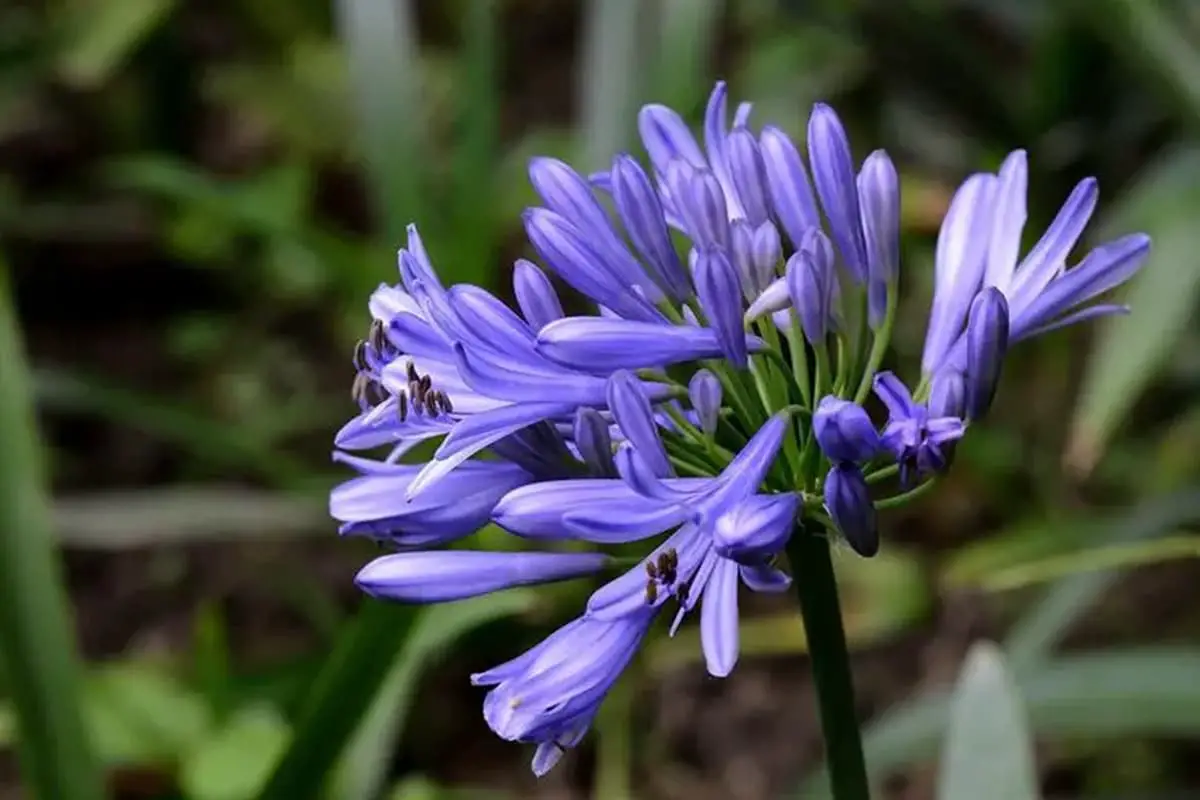Agapanthus africanus