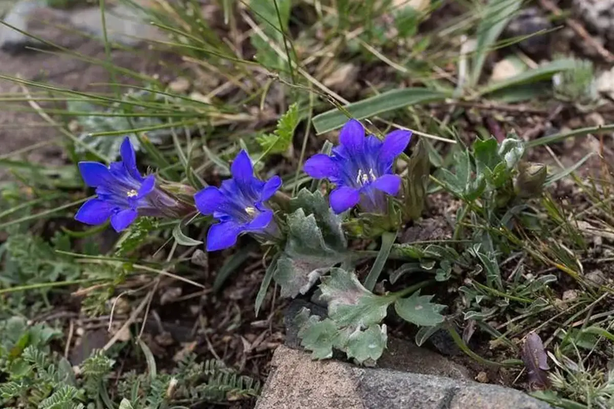 Gentiana dahurica
