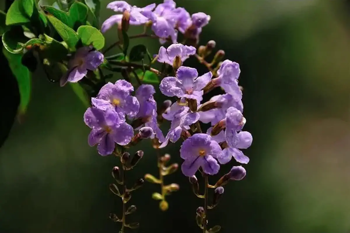 Duranta erecta