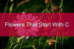99-Flowers-That-Start-With-C
