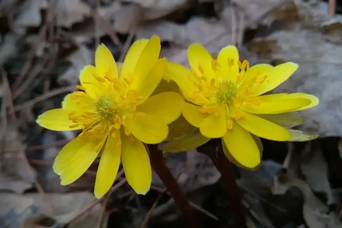 Adonis amurensis