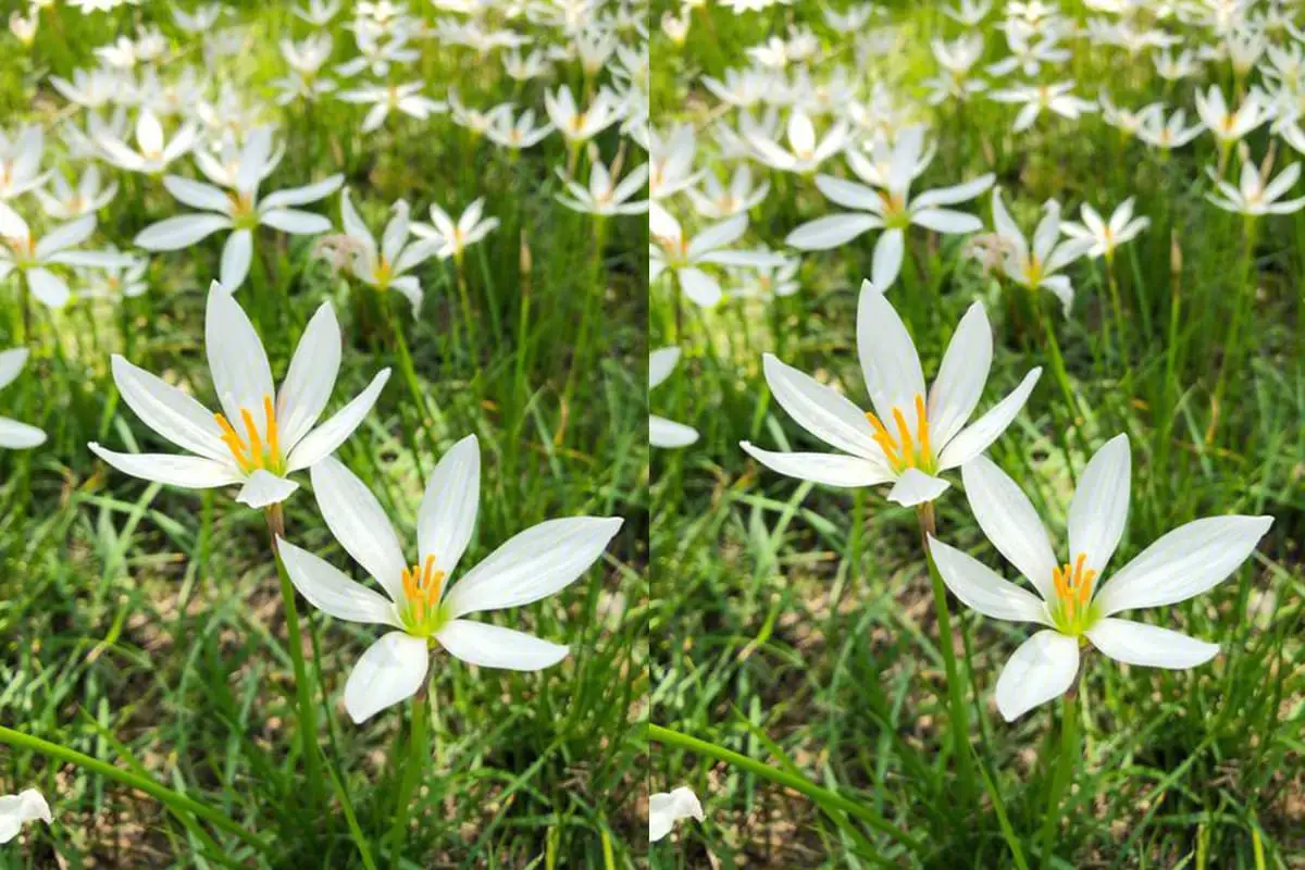 Zephyranthes candida
