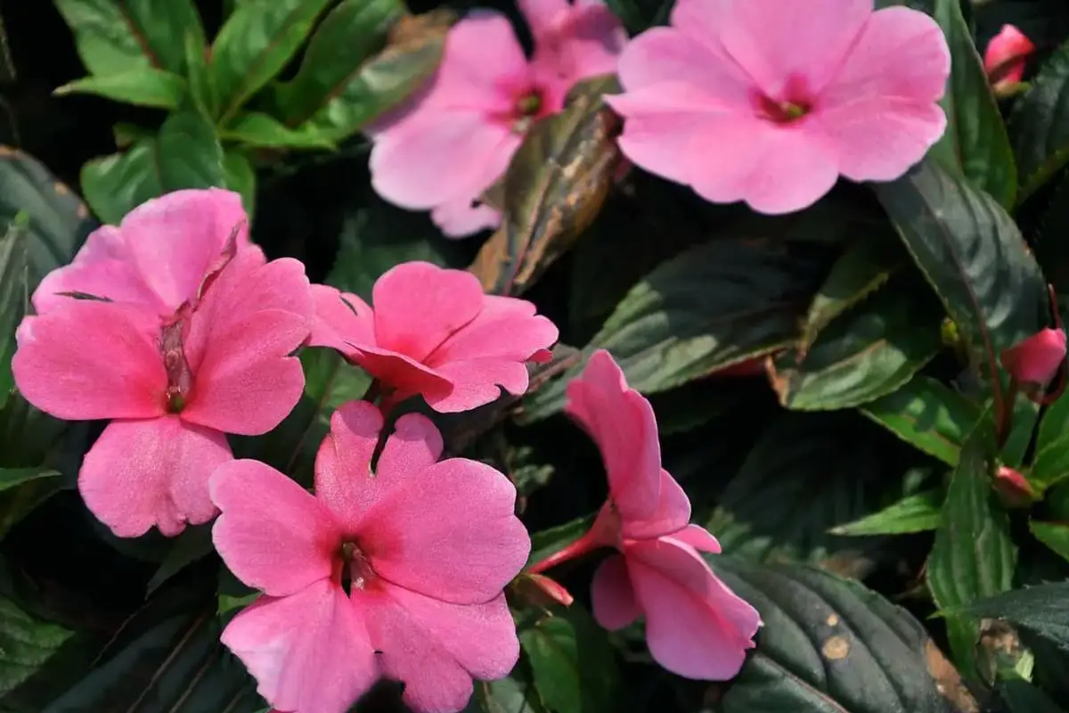 Impatiens hawkeri 